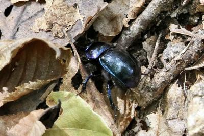 <i>Anoplotrupes stercorosus</i>