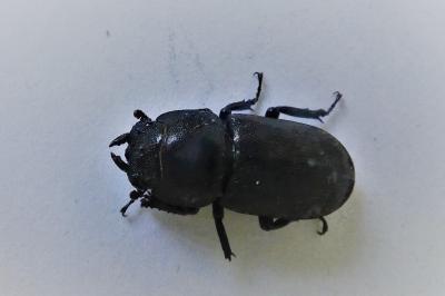 <i>Dorcus parallelipipedus</i>