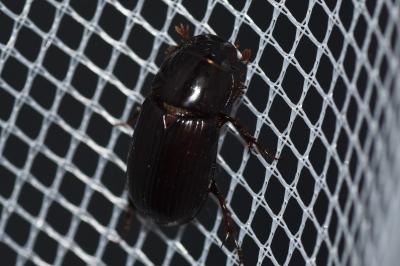 <i>Acrossus rufipes</i>