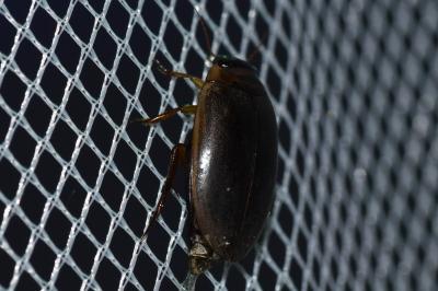 <i>Rhantus</i>