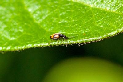 <i>Anthicus antherinus</i>