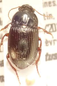 <i>Amara consularis</i>