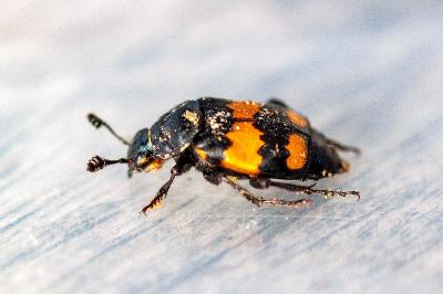 <i>Nicrophorus vespilloides</i>