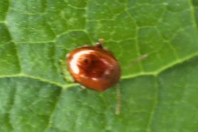 <i>Sphaeroderma</i>