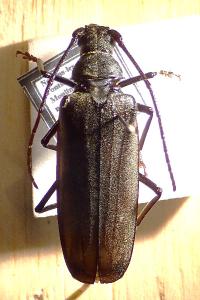 <i>Aegosoma scabricorne</i>