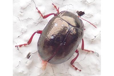 <i>Chrysolina bankii</i>