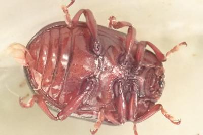 <i>Chrysolina bankii</i>