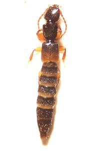 <i>Achenium depressum</i>