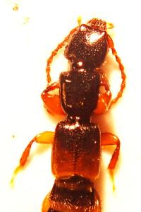 <i>Achenium depressum</i>