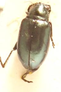 <i>Altica palustris</i>