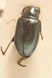 <i>Altica palustris</i>