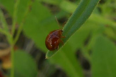 <i>Sphaeroderma</i>