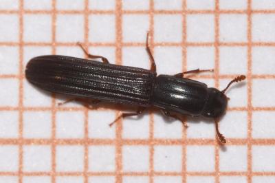 <i>Colydium elongatum</i>