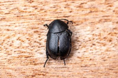 <i>Ablattaria laevigata</i>