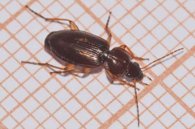 <i>Olisthopus rotundatus</i>