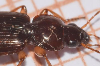 <i>Olisthopus rotundatus</i>