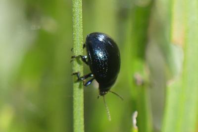 <i>Chrysolina haemoptera</i>