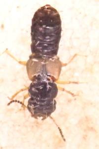 <i>Oxytelus piceus</i>