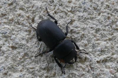 <i>Dorcus parallelipipedus</i>
