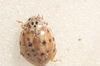 <i>Harmonia quadripunctata</i>