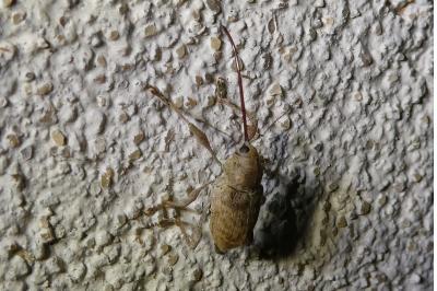 <i>Curculio elephas</i>
