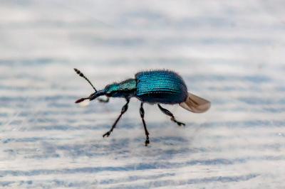 <i>Involvulus caeruleus</i>