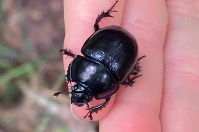 <i>Anoplotrupes stercorosus</i>