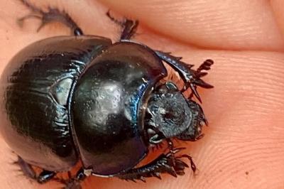 <i>Anoplotrupes stercorosus</i>