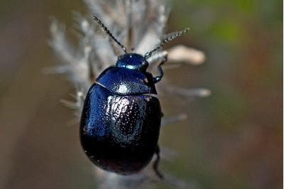 <i>Chrysolina haemoptera</i>