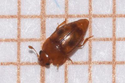 <i>Epuraea ocularis</i>