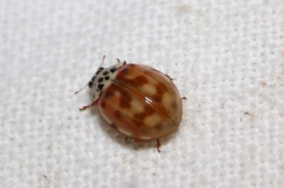 <i>Harmonia quadripunctata</i>