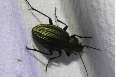 <i>Carabus cancellatus</i>