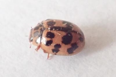 <i>Oenopia conglobata</i>