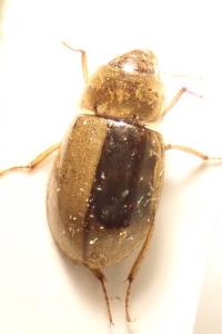 <i>Helochares lividus</i>