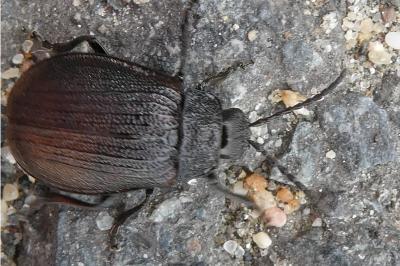 <i>Galeruca pomonae</i>