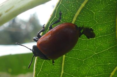 <i>Chrysomela populi</i>
