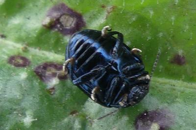 <i>Chrysolina haemoptera</i>