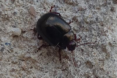 <i>Chrysolina bankii</i>
