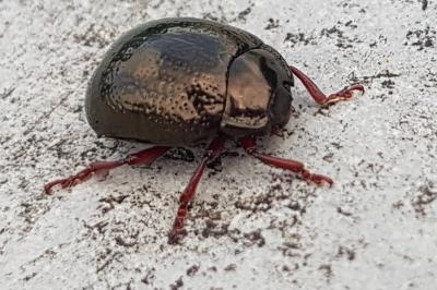 <i>Chrysolina bankii</i>