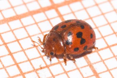 <i>Subcoccinella vigintiquatuorpunctata</i>