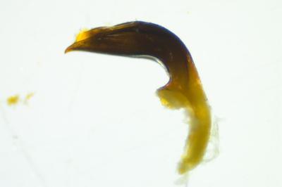 <i>Oulema duftschmidi</i>
