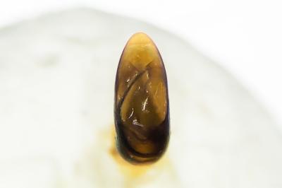 <i>Oulema duftschmidi</i>