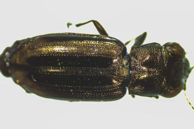<i>Notiophilus substriatus</i>