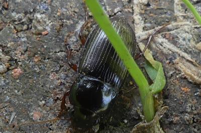 <i>Harpalus</i>