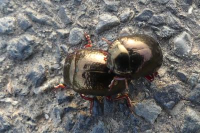 <i>Chrysolina bankii</i>