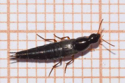 <i>Quedius semiobscurus</i>