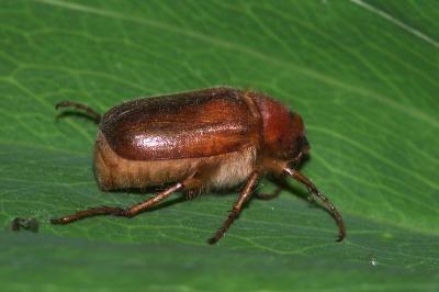 <i>Rhizotrogus aestivus</i>