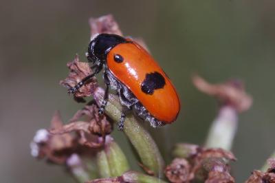 <i>Clytra laeviuscula</i>