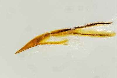 <i>Pomatinus substriatus</i>