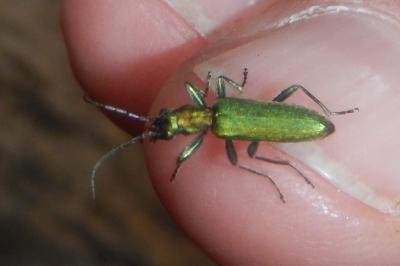 <i>Chrysanthia viridissima</i>